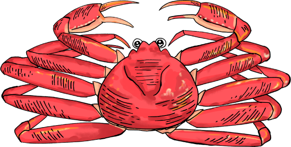 ズワイガニのイラスト