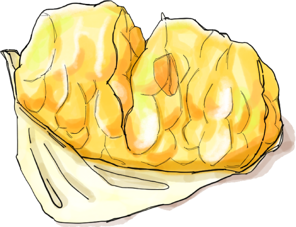 甘夏のイラスト