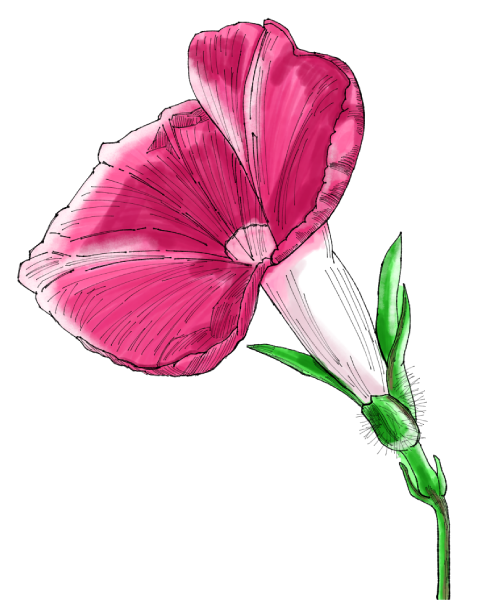 アサガオのイラスト