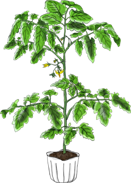 ミニトマトのイラスト