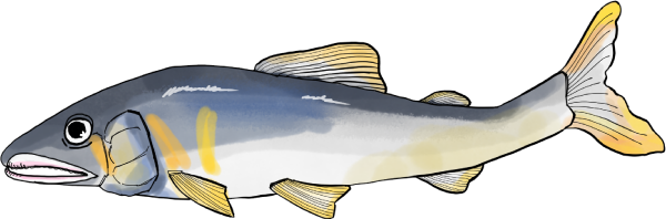 鮎のイラスト