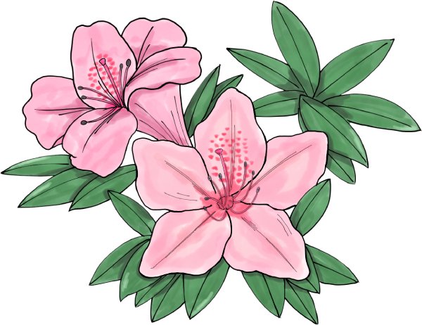 ツツジのイラスト