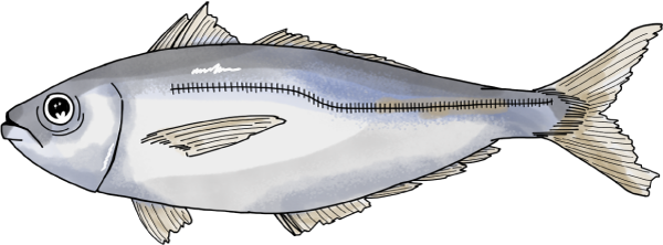鯵のイラスト