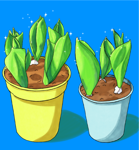 チューリップ成長初期のイラスト