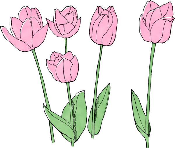 咲いたチューリップのイラスト