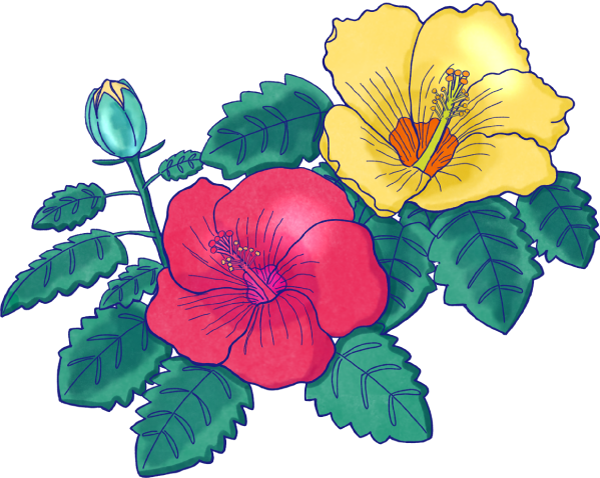 ハイビスカスのイラスト