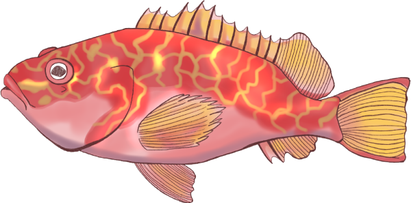 アヤメカサゴのイラスト