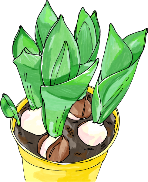 チューリップのイラスト