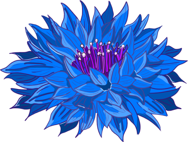 矢車菊のイラスト