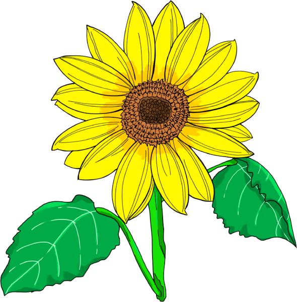 ヒマワリのイラスト